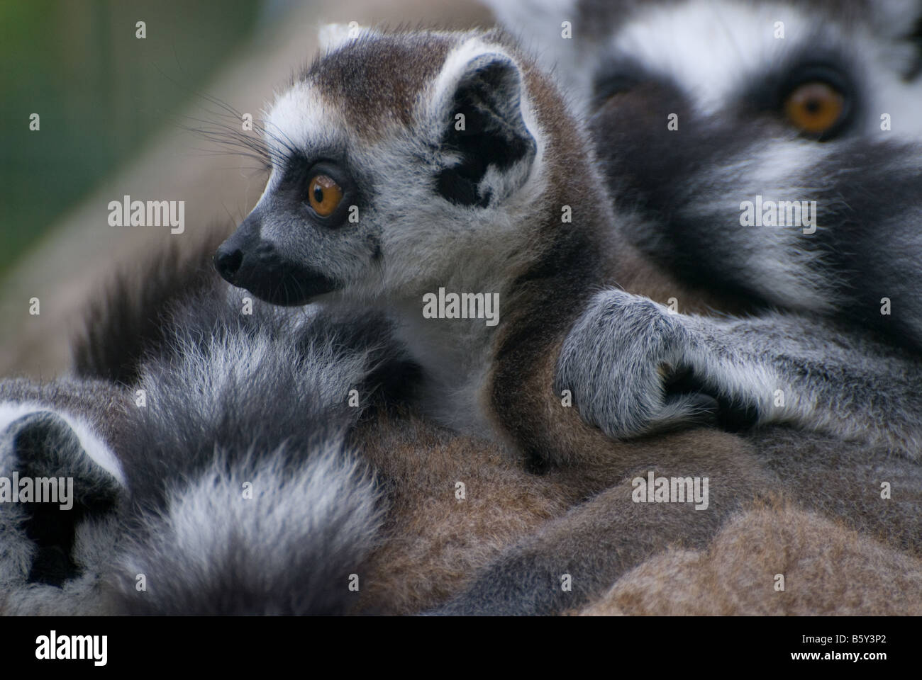 Ring Tailed Lima and family Stock Photo