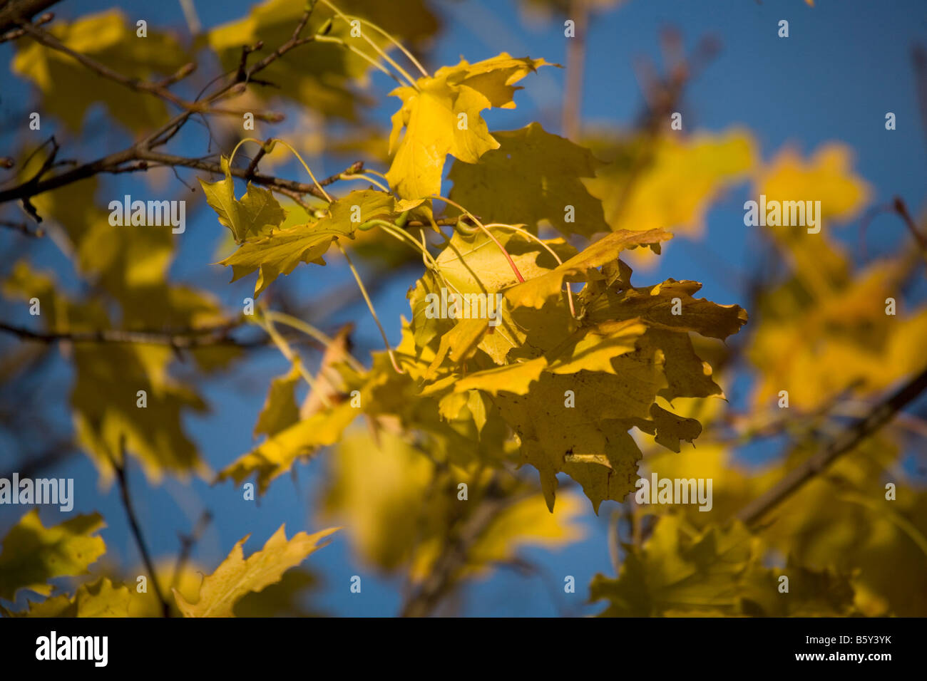 The golden leaves of an autumnal tree in northern England. A bright blue day helps emphasise the natural beauty of the leaves. Stock Photo