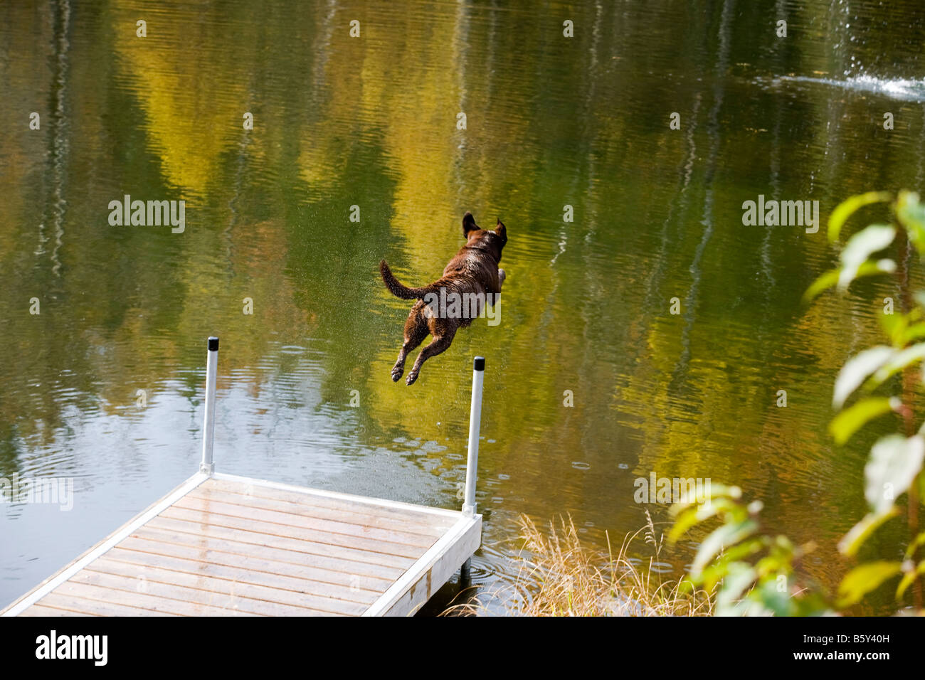 chocolate labrador dogs jumping off a wooden dock into a freshwater lake with an autumnal