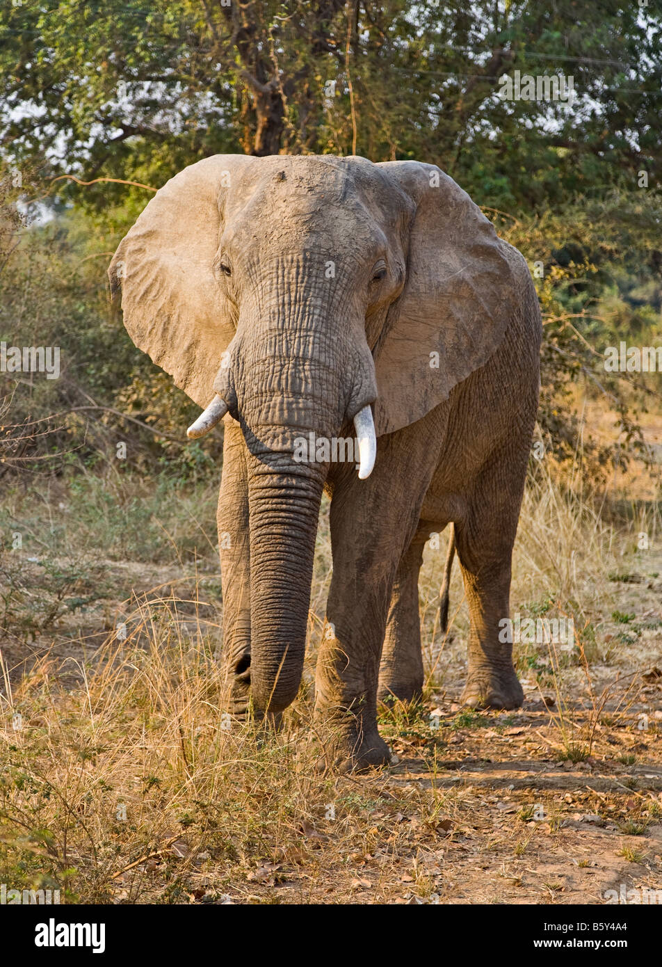 African elephant at South Luangwa National Park in Zambia Stock Photo
