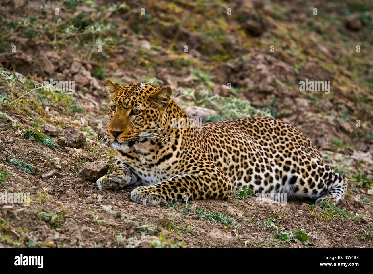 Leopard at South Luangwa National Park in Zambia Stock Photo - Alamy