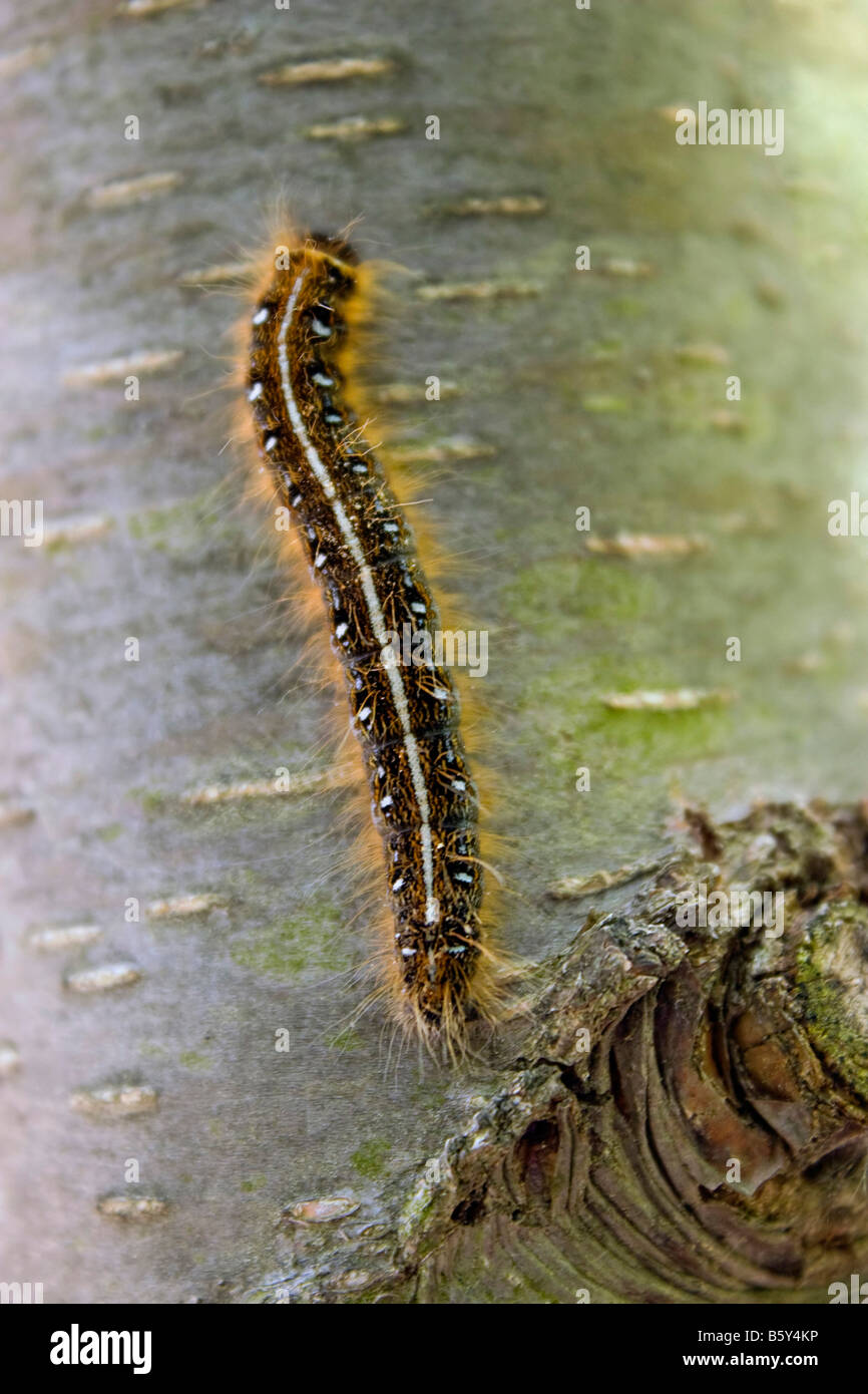 A closeup of a caterpillar climbing up the side of a tree Stock Photo