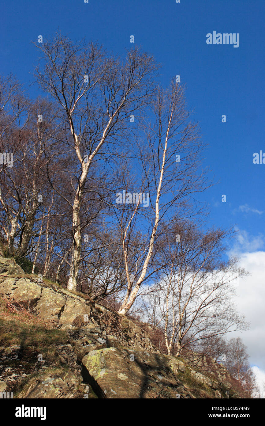 Silver birch trees in full sun, near Watendlath in Cumbria, England, UK Stock Photo