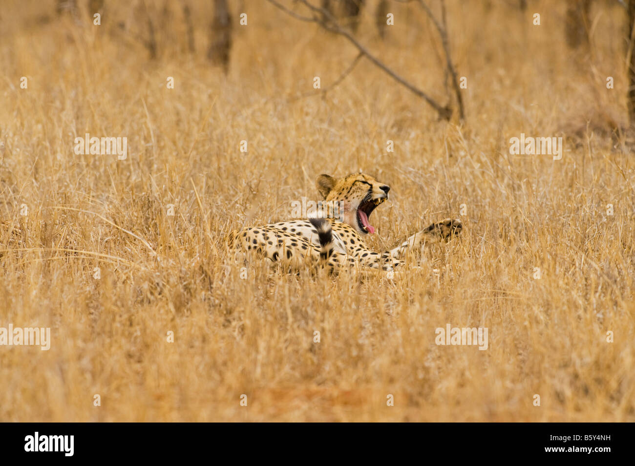 WILDLIFE wild cheetah gepard Acinonyx jubatus in ambience prey southafrica south-afrika wilderness south africa gape gaping yawn Stock Photo
