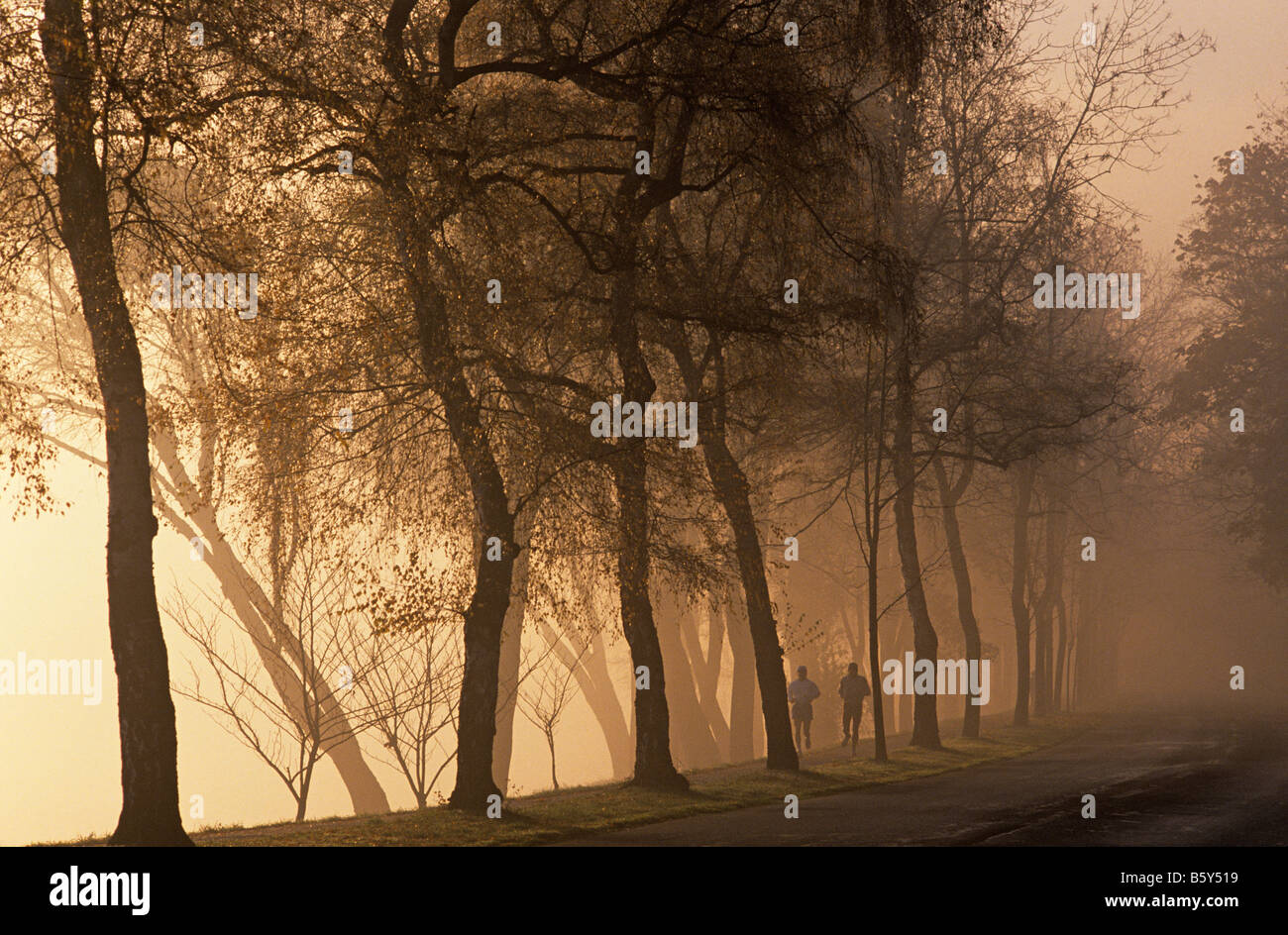 Runners in fog along Washington Boulevard near Seward Park with silhouetted trees and runners sunrise Seattle Washington State Stock Photo