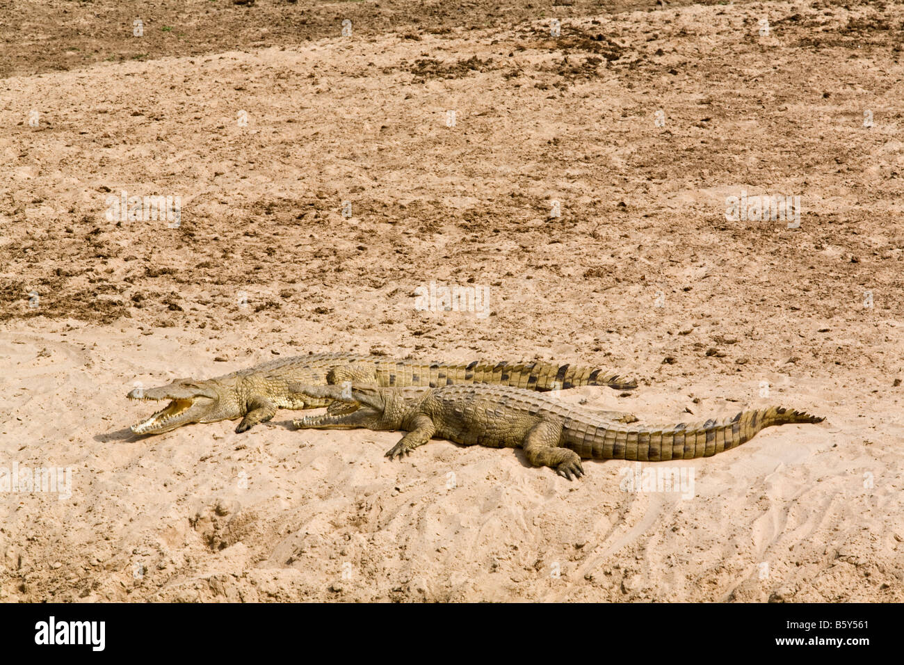 Basking crocodiles at South Luangwa National Park in Zambia Stock Photo