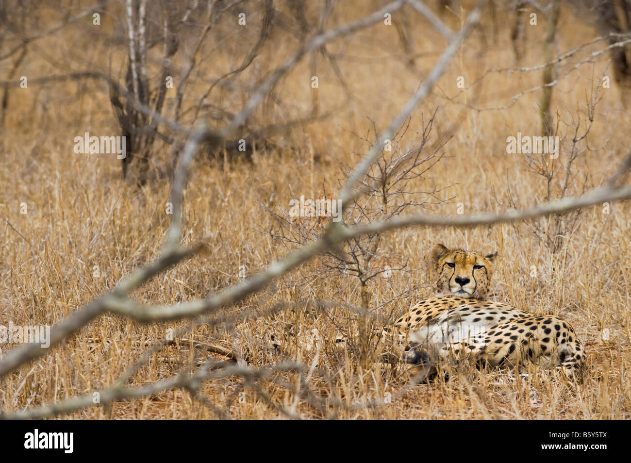 WILDLIFE wild cheetah gepard Acinonyx jubatus in ambience prey southafrica south-afrika wilderness south africa Stock Photo