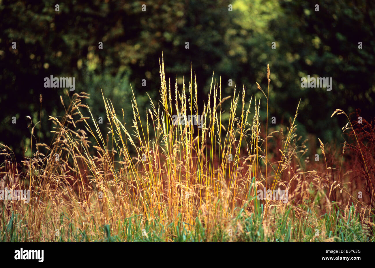 Dried grasses, UK Stock Photo Alamy