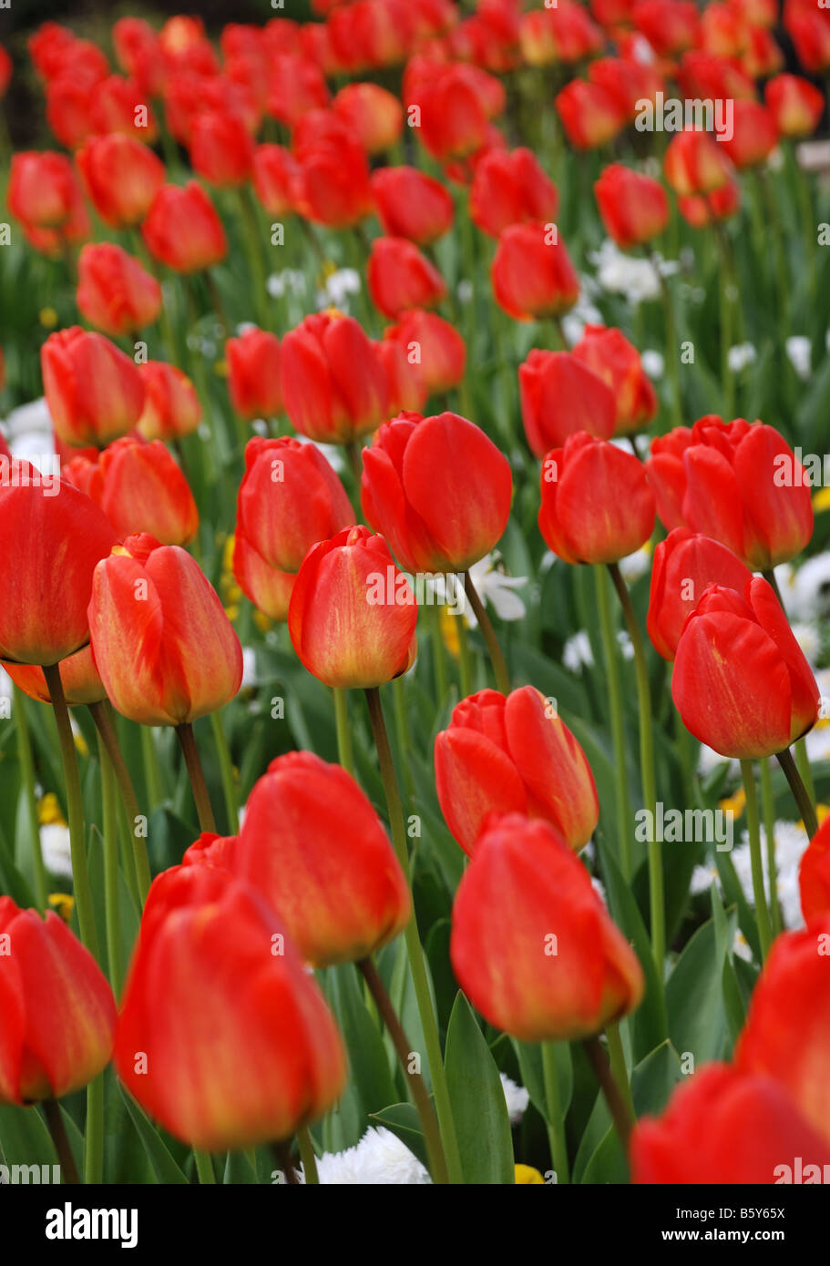 Red tulips among green leaves and white daffodils spring flower bed Stock Photo