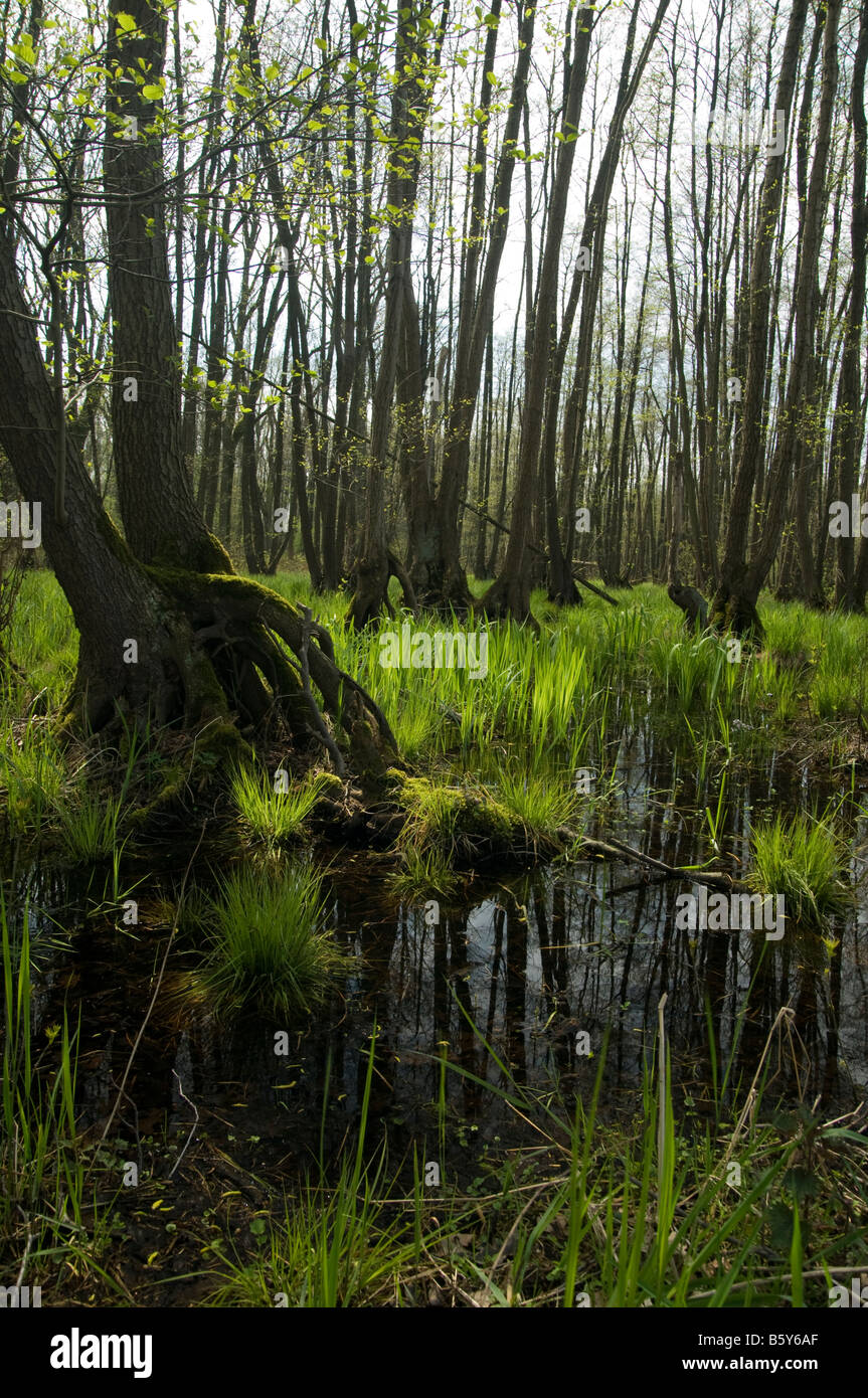 Marshy plants hi res stock photography and images Alamy