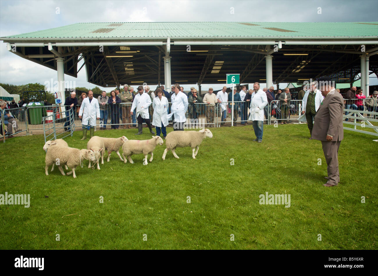 Judging sheep at the Great Yorkshire Show 2008 Harrogate Yorkshire