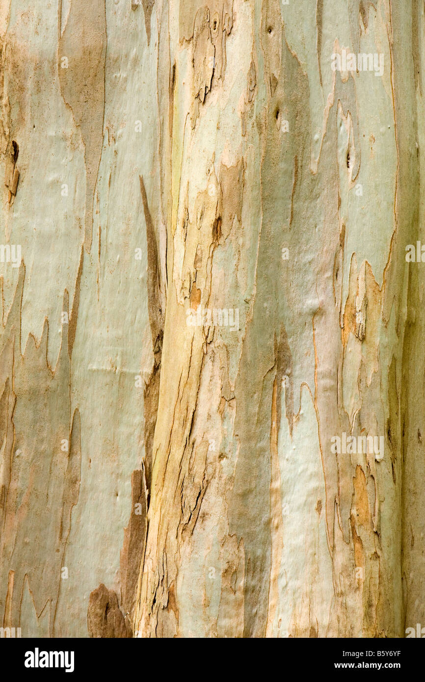 Textured bark on a tree Stock Photo