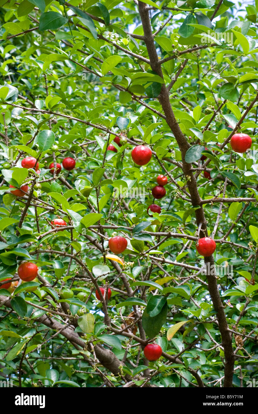 Acerola tree bearing fruit Stock Photo