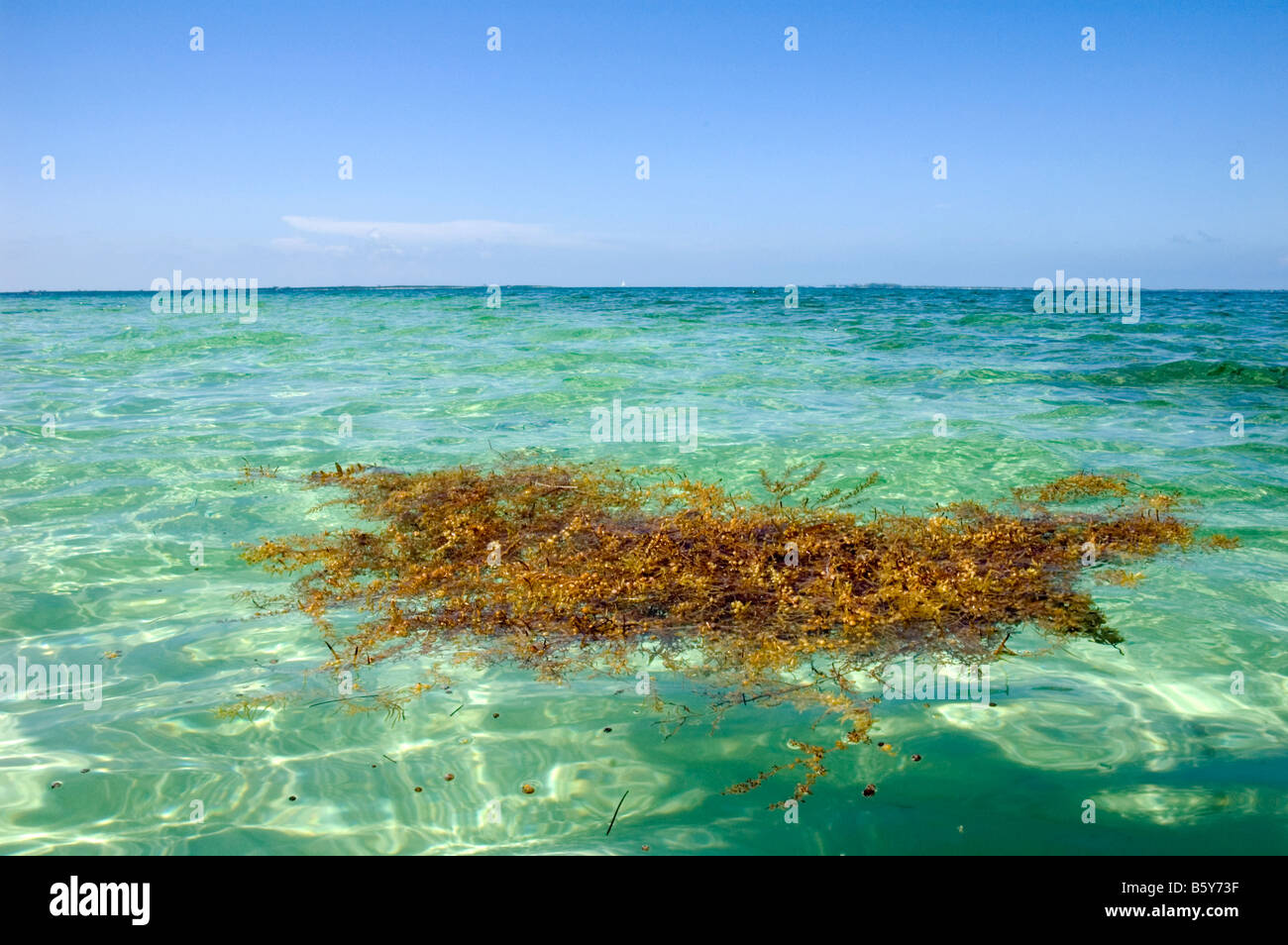 Floating Seaweed, Nassau, Bahamas Stock Photo Alamy
