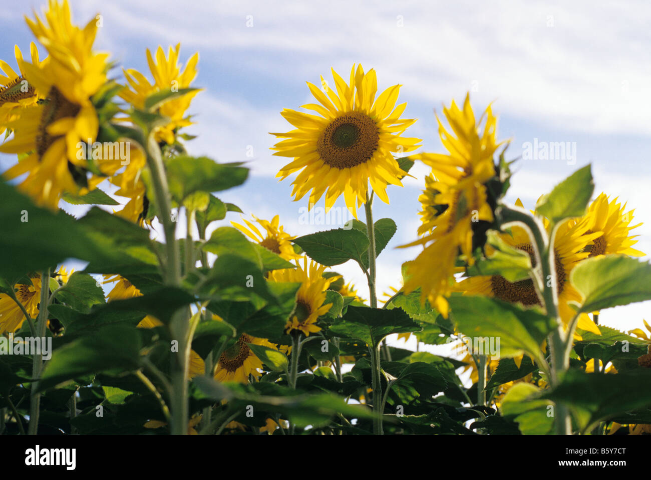 Close up of sunflower in a field of sunflowers Snohomish County sunset
