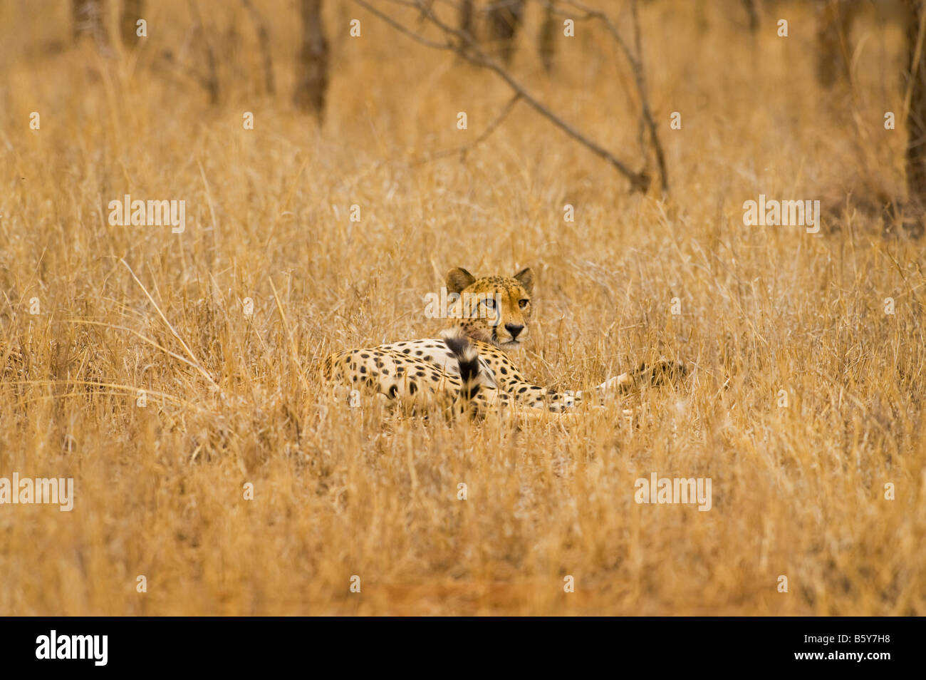 WILDLIFE wild cheetah gepard Acinonyx jubatus in ambience prey southafrica south-afrika wilderness south africa Stock Photo