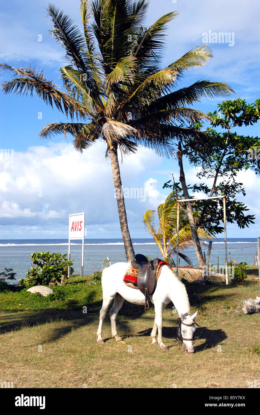 Avis Rent a car, Fiji Stock Photo Alamy