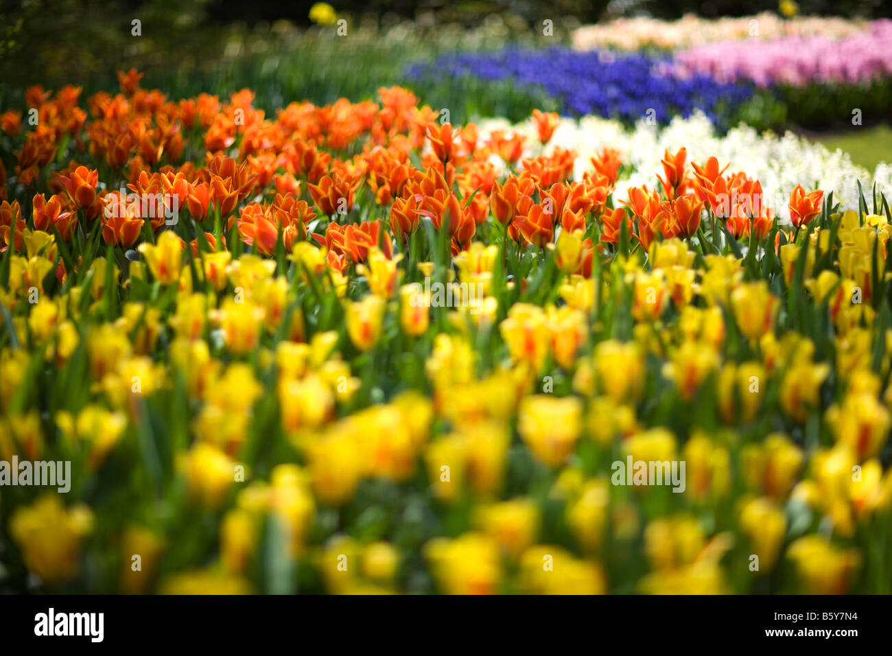 Tulips bloom at Keukenhof, the world’s largest flower garden, located