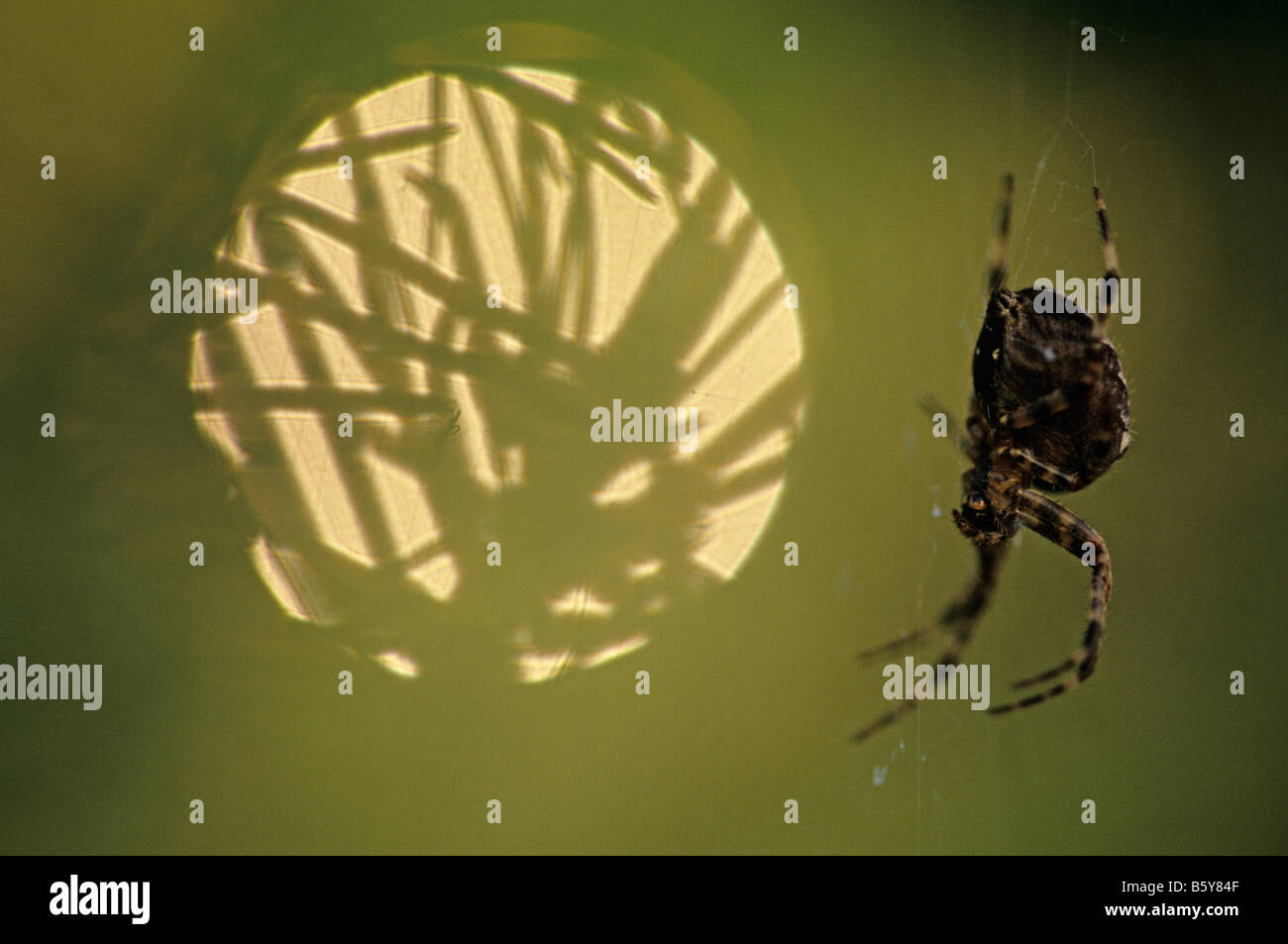 Webs capture insects hi-res stock photography and images - Alamy