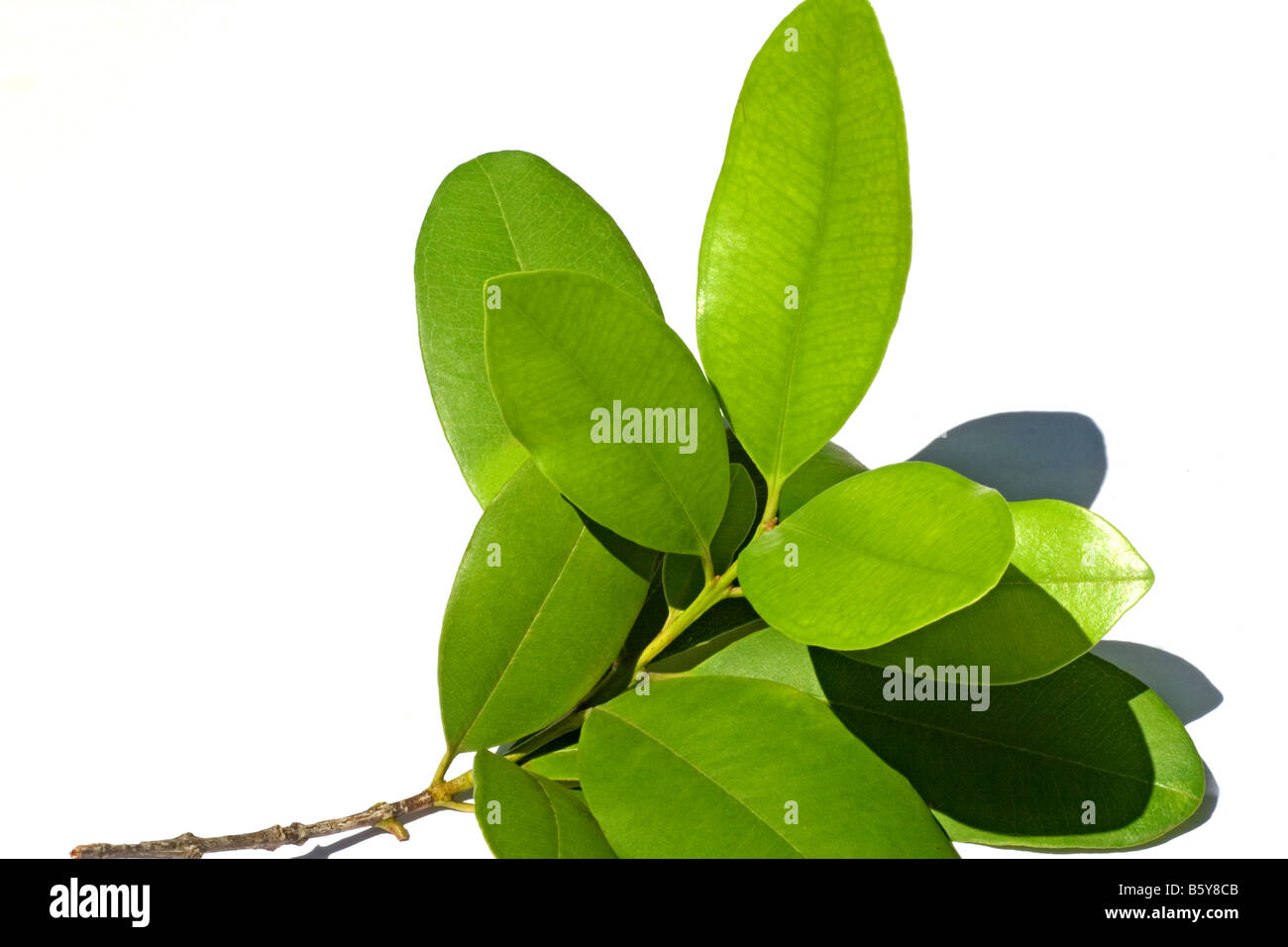 Featured image of post Steps to Make Allspice Tree Leaves