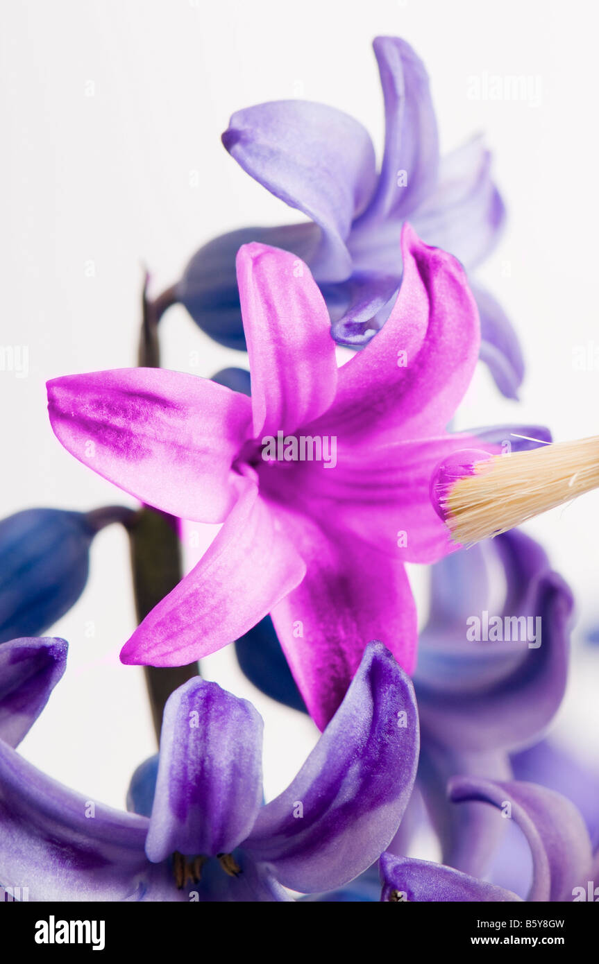 plant breeding Stock Photo