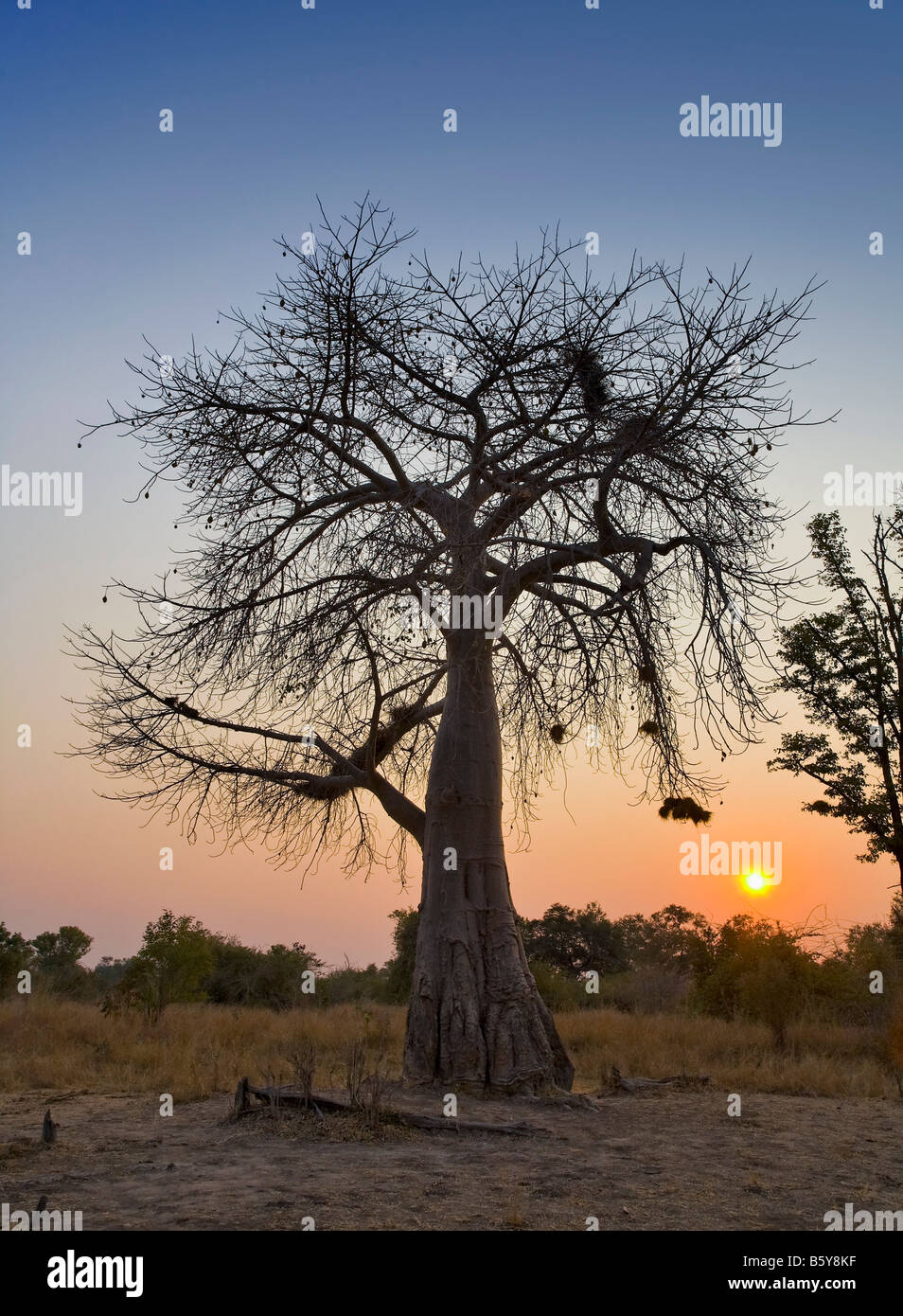 Baobab tree at South Luangwa National Park in Zambia Stock Photo