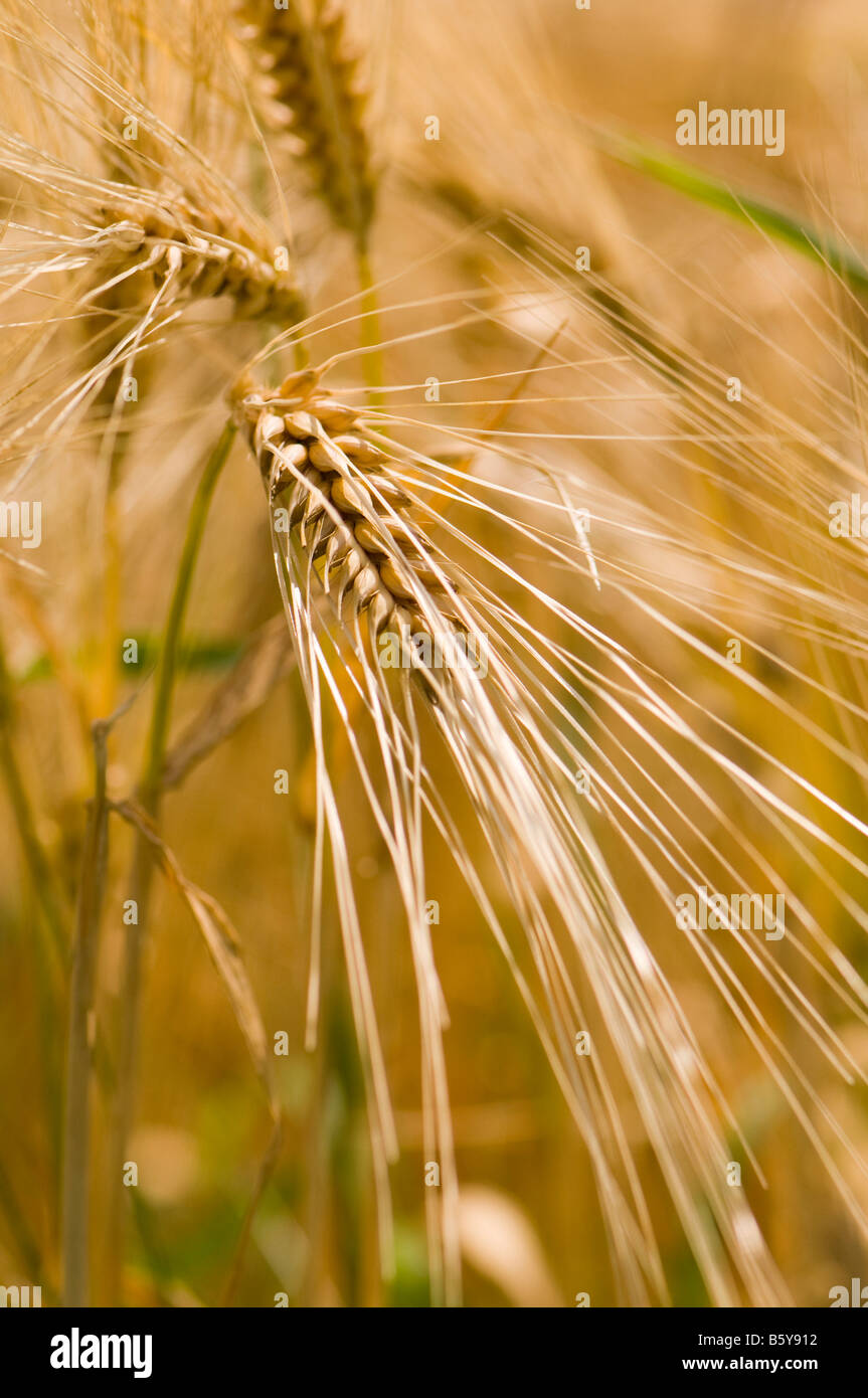 Barley awns hires stock photography and images Alamy