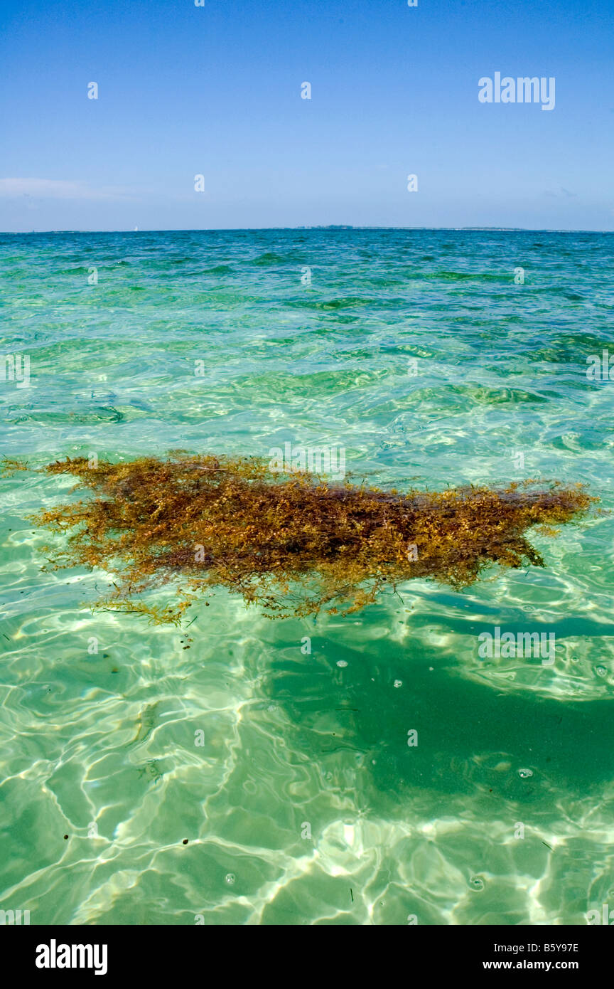 Seaweed, Nassau, Bahamas Stock Photo Alamy