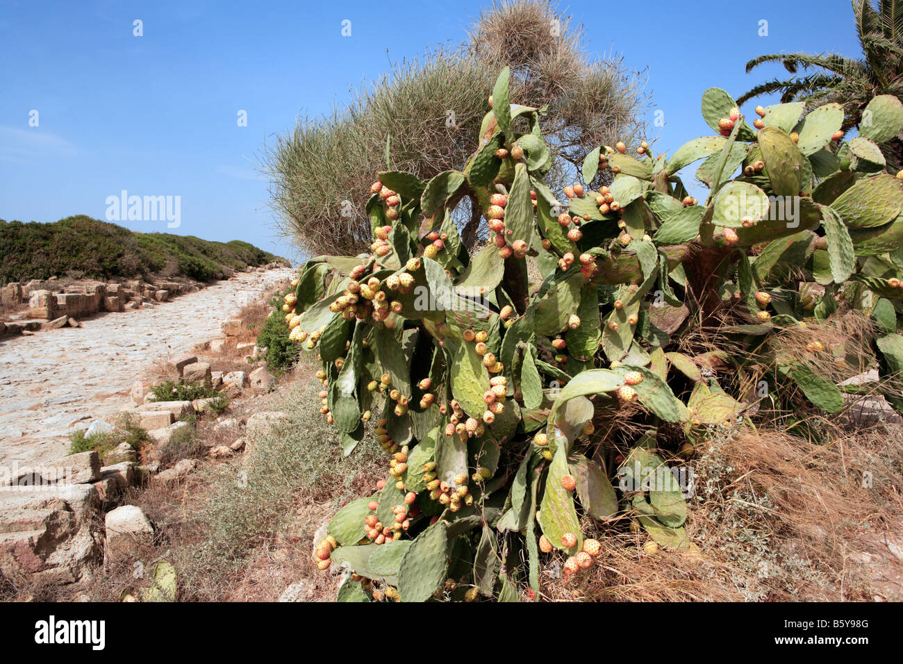 Prickly Pears at Selinunte, Sicily Stock Photo