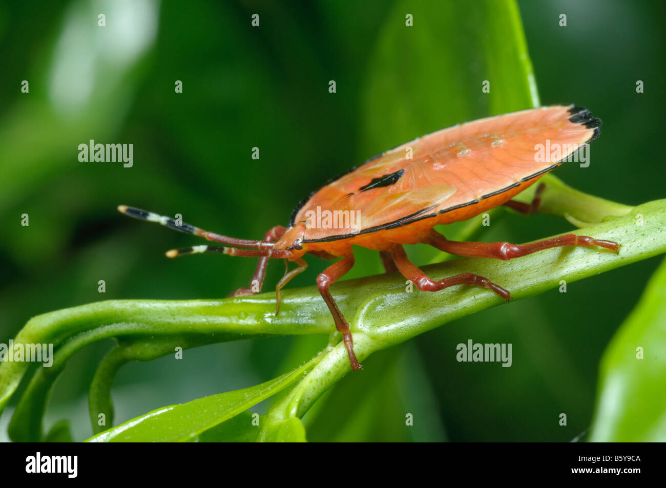 Bronze orange bug nymph Musgraveia sulciventris
