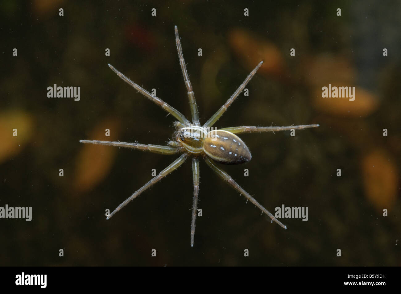 Water spider bubble hi-res stock photography and images - Alamy