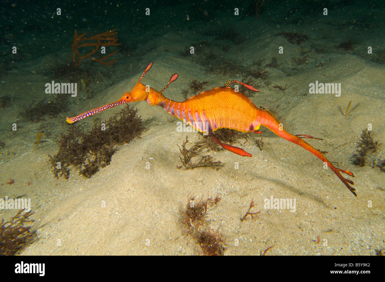 Weedy seadragon, Phyllopteryx taeniolatus, in Sydney Harbour Stock