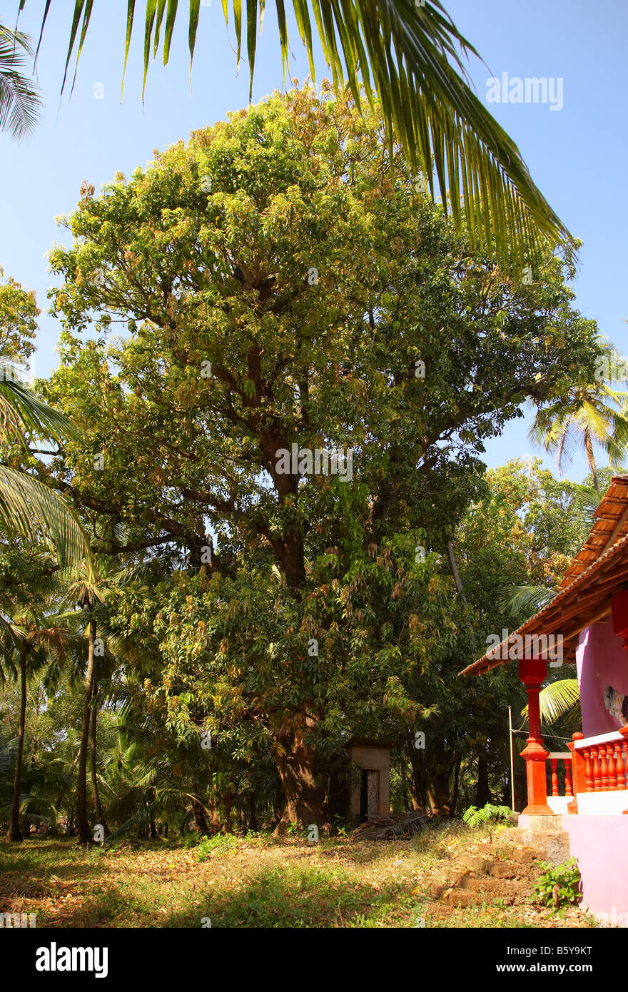 Mango Tree Goa, India Stock Photo - Alamy