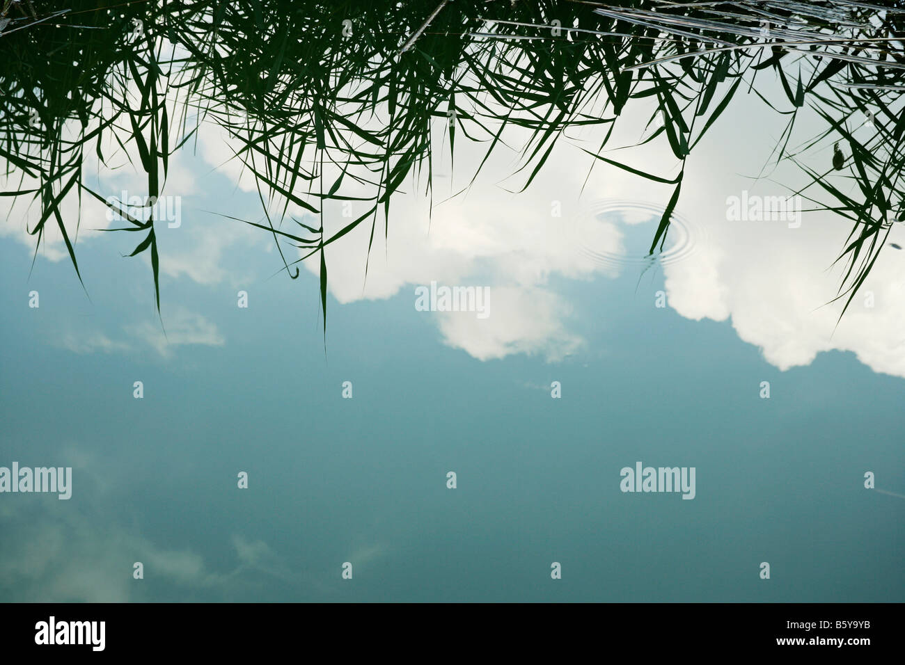 White clouds and blue sky reflected in a lake or river with a bank of reeds visible Stock Photo