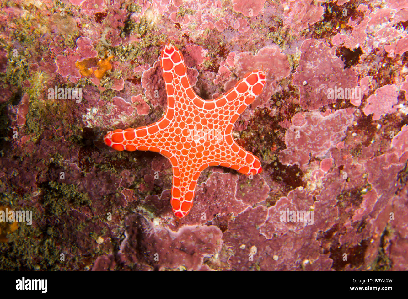 Red Brick Sea Star, Pentagonaster duebeni, in Sydney Harbour Stock Photo