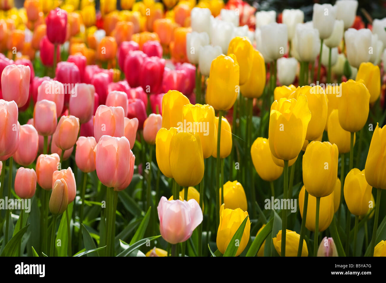 Tulips bloom at Keukenhof, the world’s largest flower garden, located