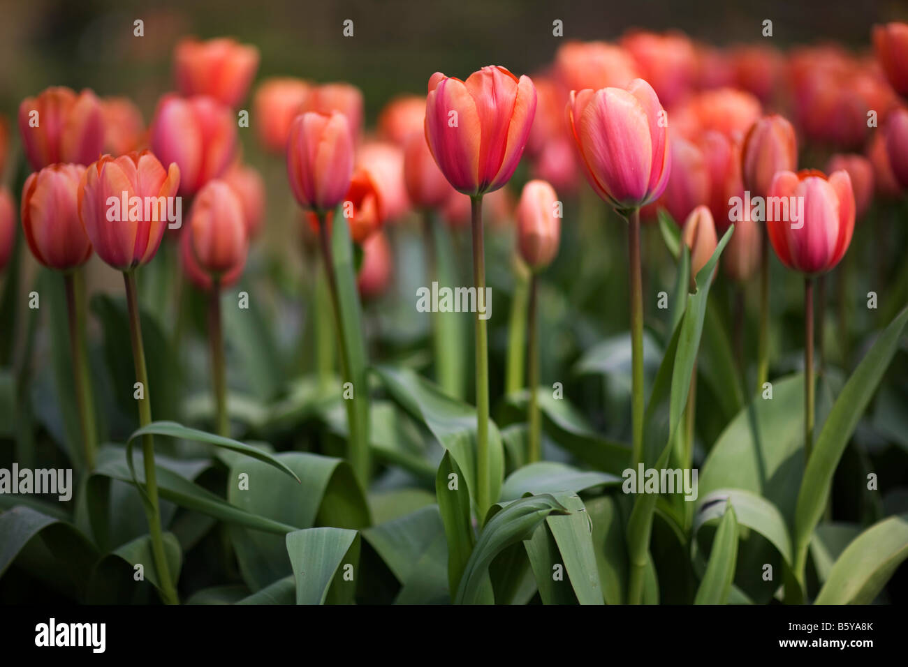 Tulips bloom at Keukenhof, the world’s largest flower garden, located