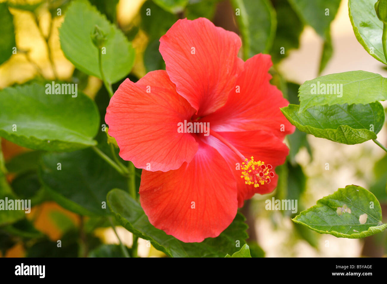 Red hibiscus flower Stock Photo Alamy