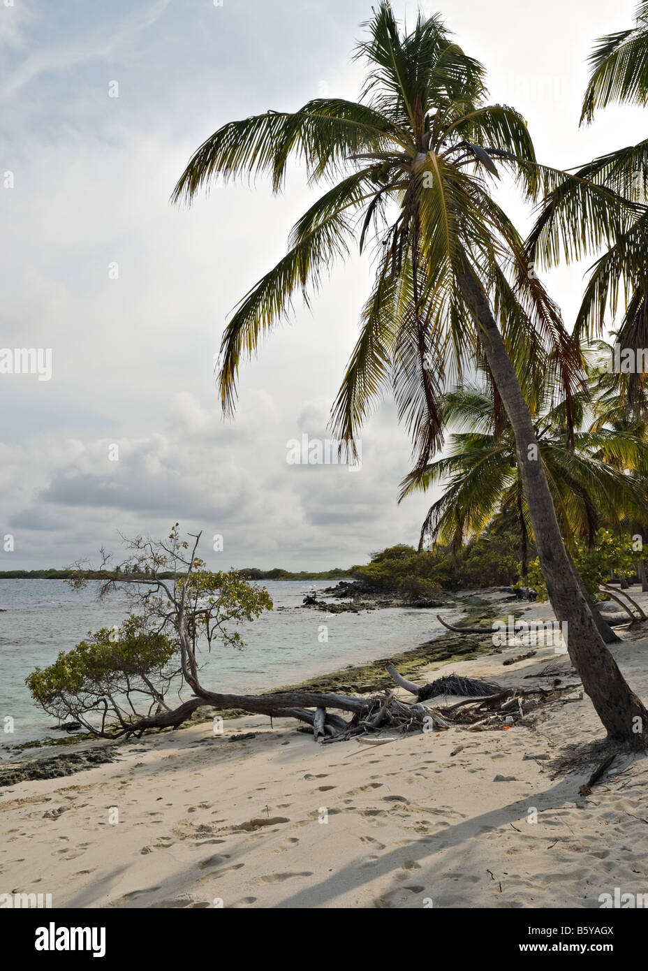 Palm tree and vegetation at the coast of Cayo Sombrero Hat key in Morrocoy National Park Venezuela Stock Photo