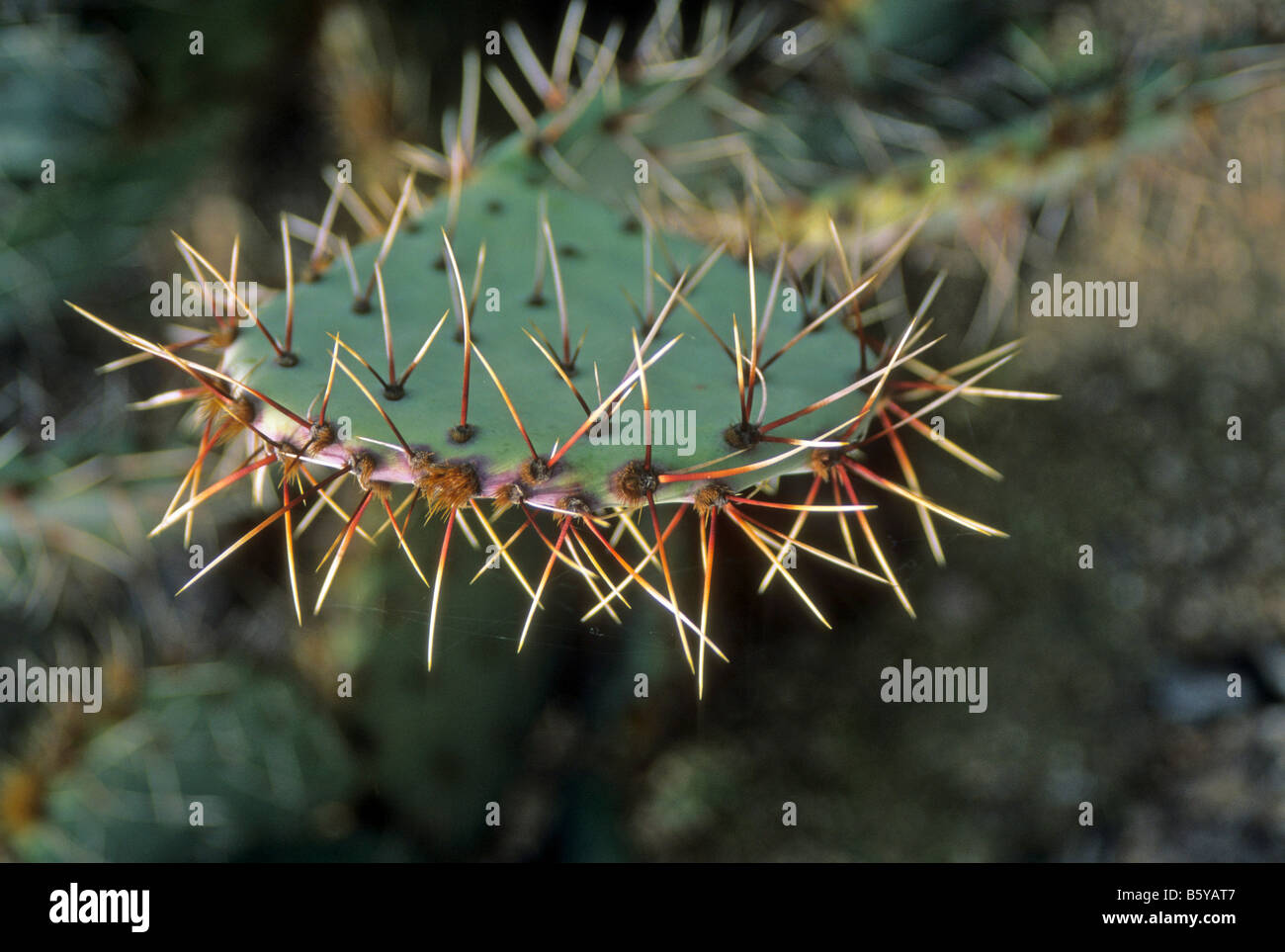 Leaf of cactus plant with needles Stock Photo Alamy