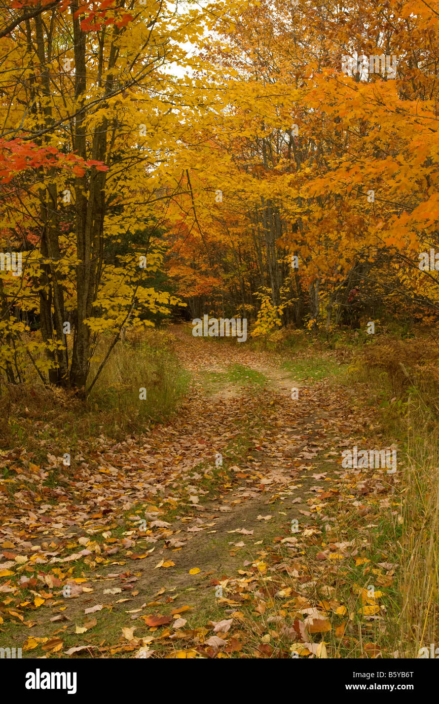 Dirt road tree canopy hi-res stock photography and images - Alamy