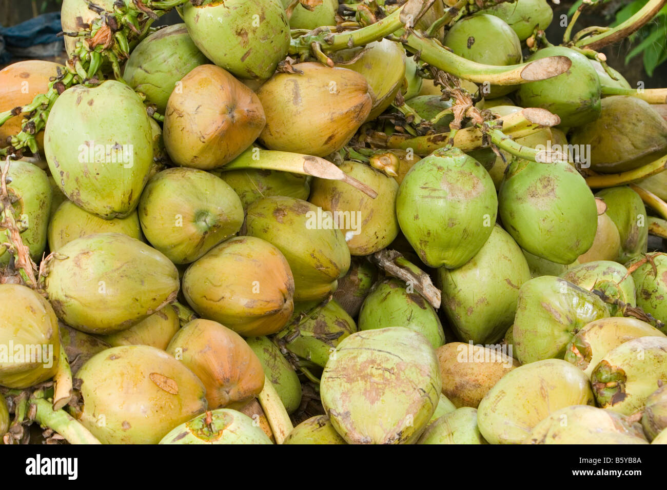 Tender coconut hires stock photography and images Alamy