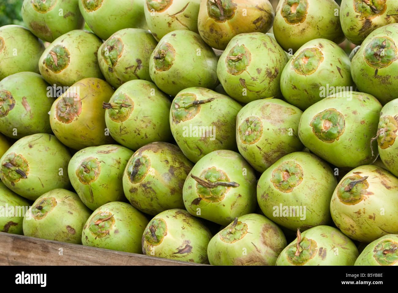 Tender coconuts hires stock photography and images Alamy