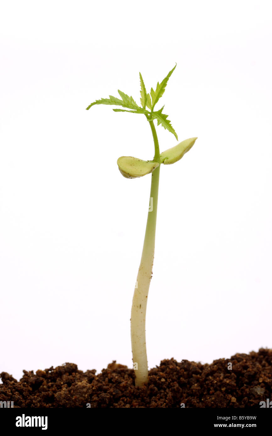 Seedling growing out of soil on white Stock Photo