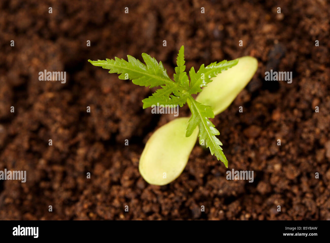 Seedling growing out of soil Stock Photo