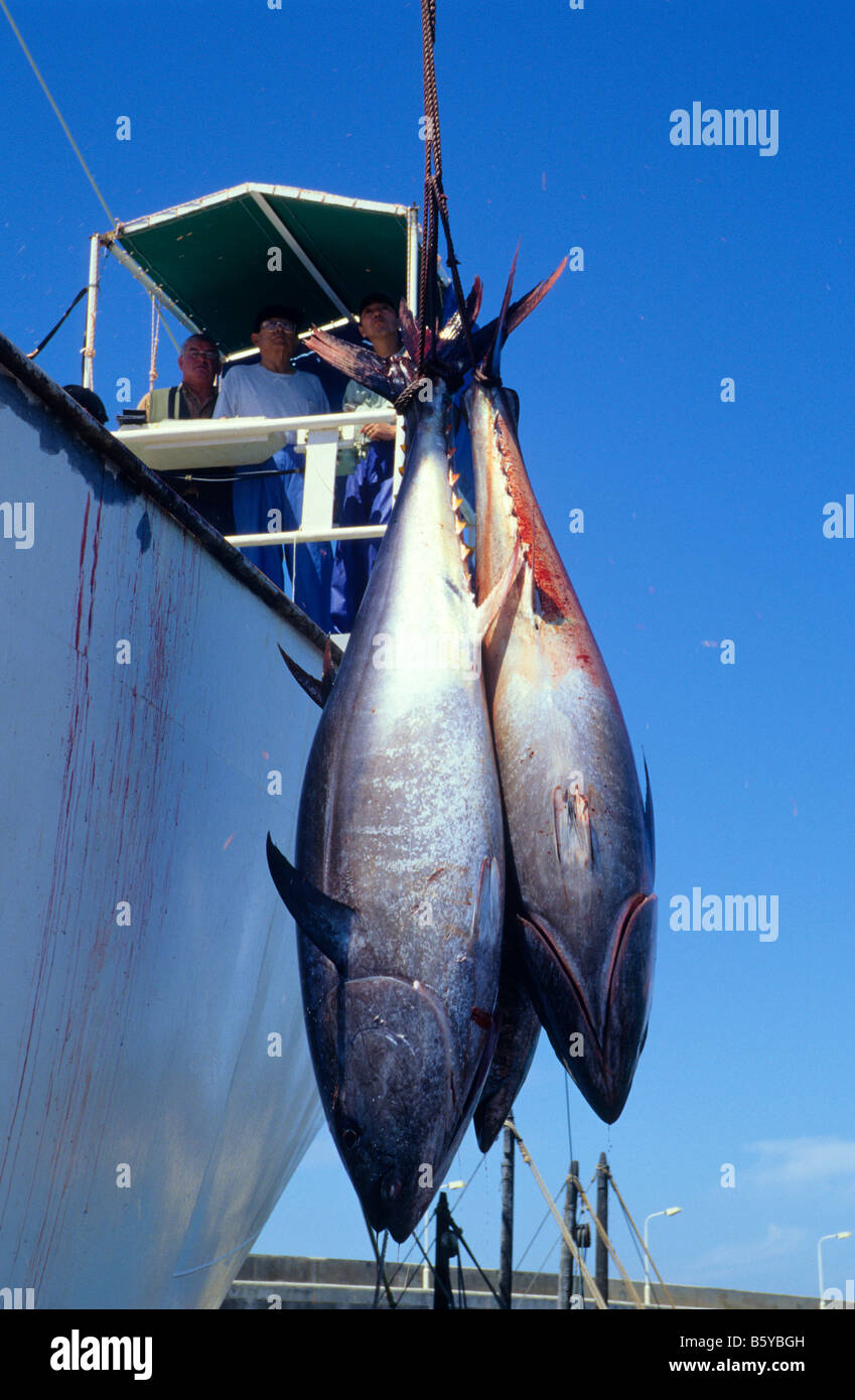 Uploading tuna fish to a factory boat for the japanese market Barbate Cádiz province Spain Stock Photo