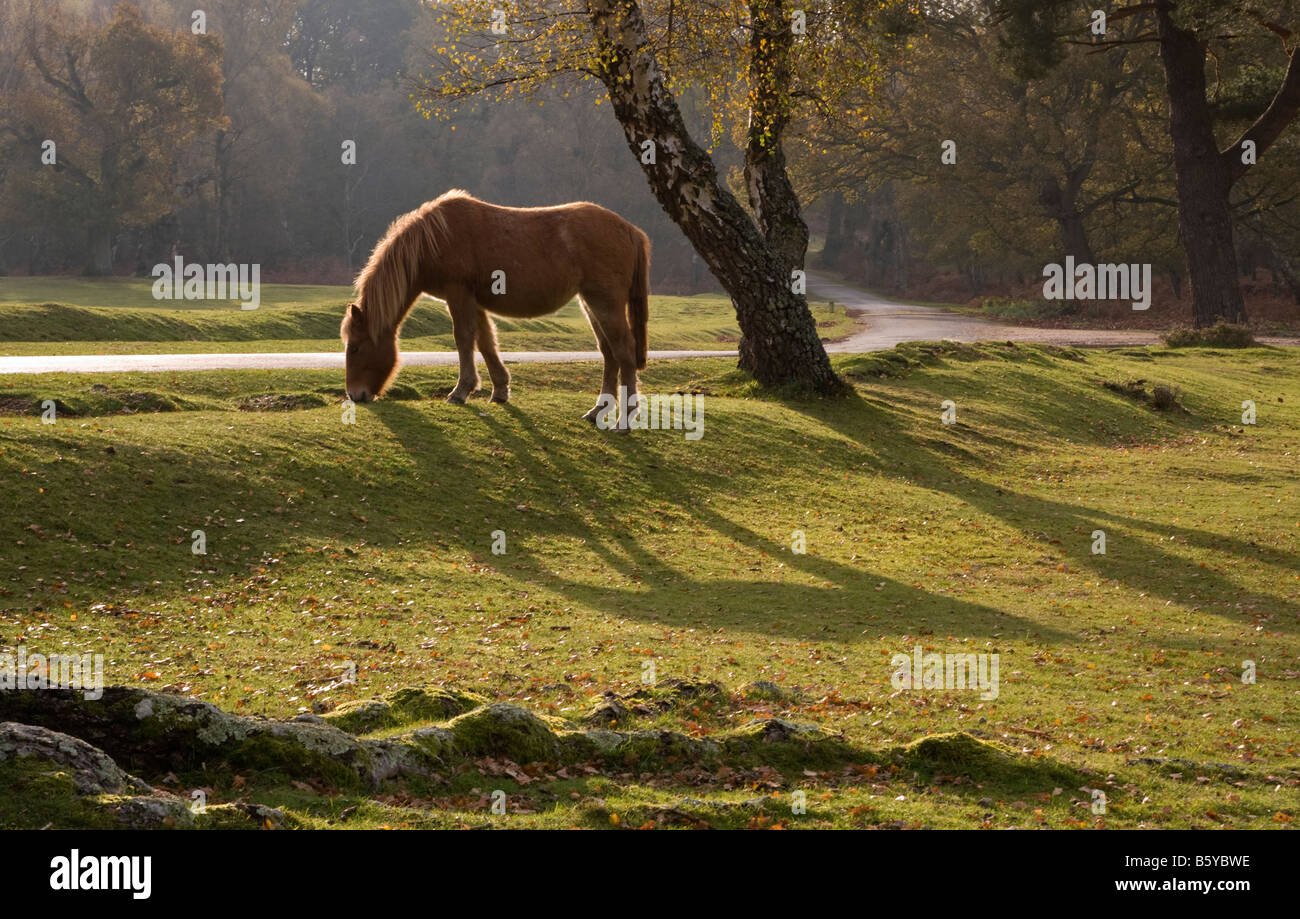 Pony grazing in The New Forest , Hampshire, UK Stock Photo