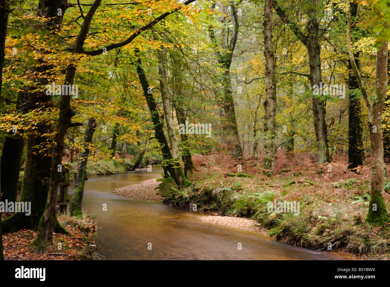 New Forest River and Landscape, Hampshire, UK Stock Photo
