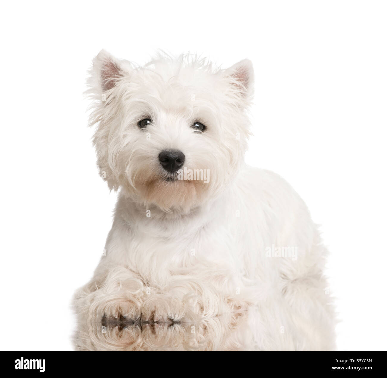 West Highland White Terrier 8 months in front of a white background Stock Photo