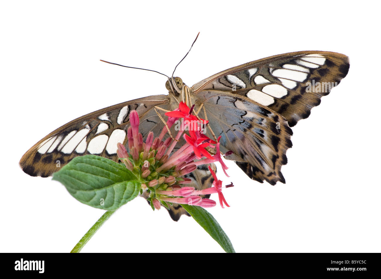 Morpho peleides butterfly in front of a white background Stock Photo